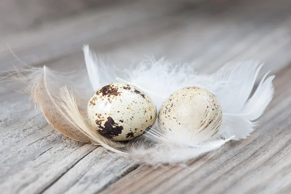 A couple of quail eggs — Stock Photo, Image