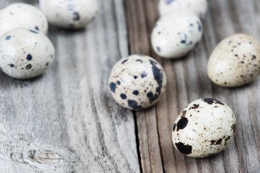 bıldırcın yumurtası