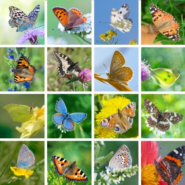 European butterflies clipart