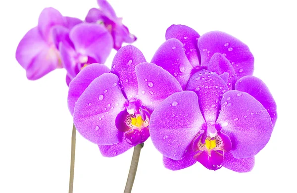 Flowers of orchids — Stock Photo, Image