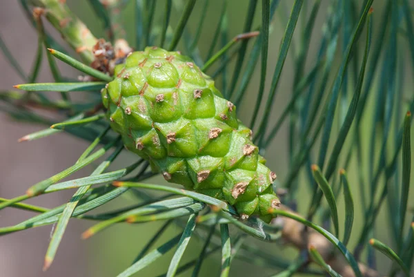 Green pinecone Stock Photo