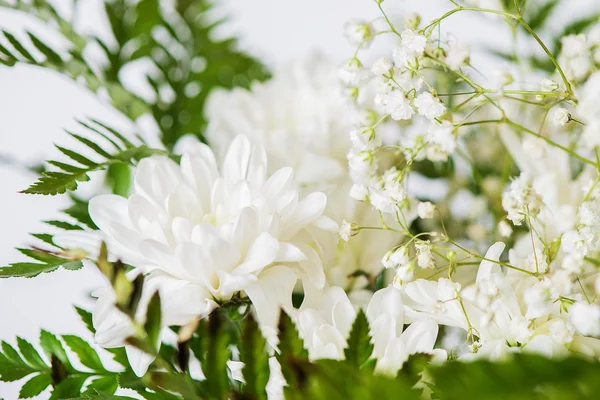 White chrysanthemum — Stock Photo, Image