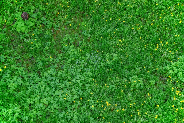 Verde exuberante — Foto de Stock