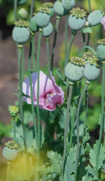 Opium poppy — Stock Photo, Image