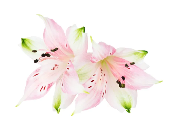 Alstroemeria bloemen — Stockfoto