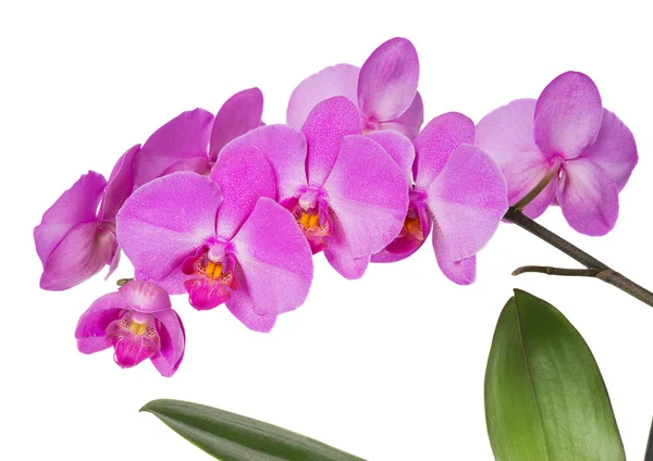 Fiori di orchidee — Foto Stock