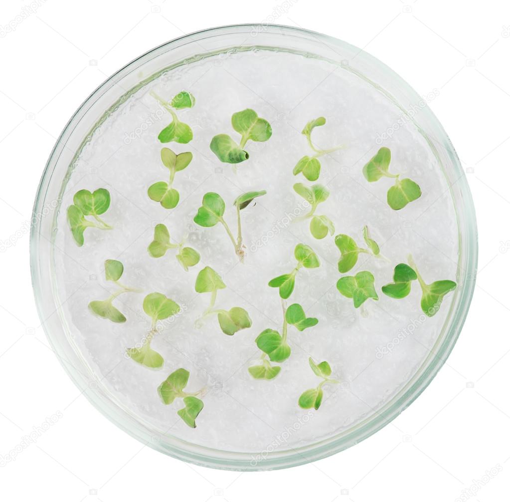 проращивание семян в чашке петри. проращивание семян в чашке петри. как проращивать семена в чашке петри. как проращивать семена в чашке петри. чашка петри с растениями.