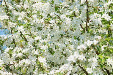 Çiçekli Elma Ağaçları