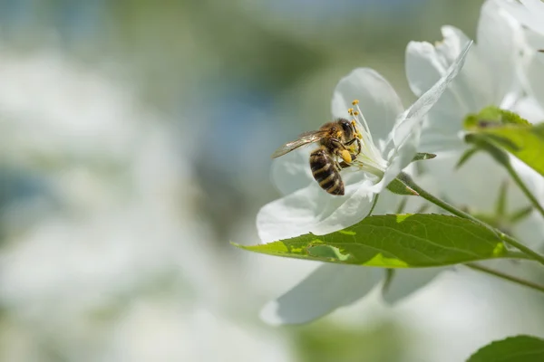 Bee melliferous — Stock Photo, Image