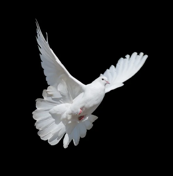 White dove — Stock Photo, Image