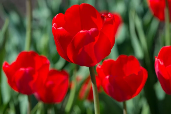 Red tulips — Stock Photo, Image