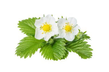 yabani çilek çiçekler