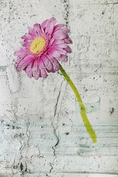 Gerbera — Stock Photo, Image