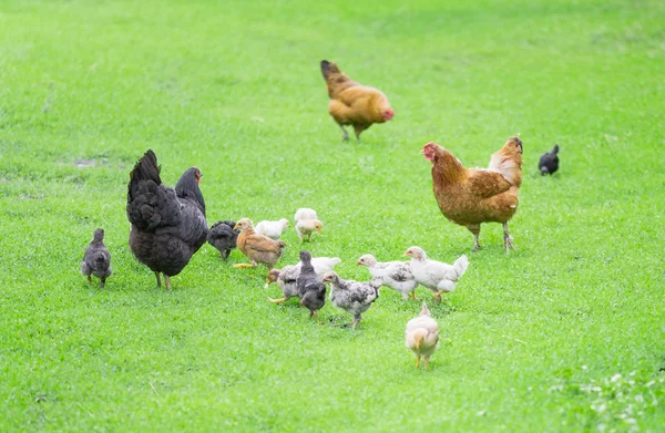 Poultry yard — Stock Photo, Image