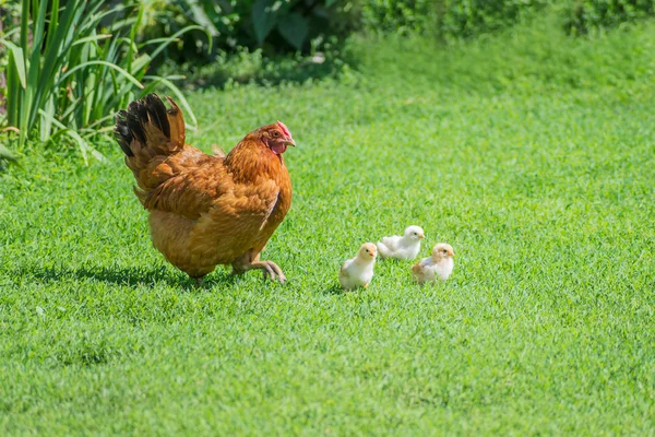 Estaleiro de aves — Fotografia de Stock