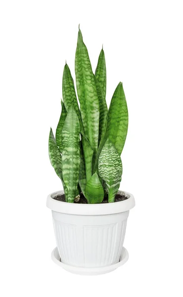 Casa planta Sansevieria — Foto de Stock