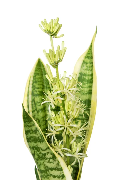 Kwitnący Sansevieria — Zdjęcie stockowe