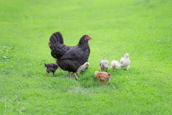 Familia de pollos — Foto de Stock