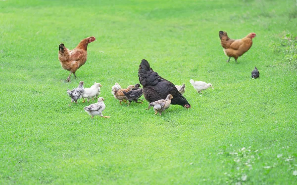 Poultry yard — Stock Photo, Image