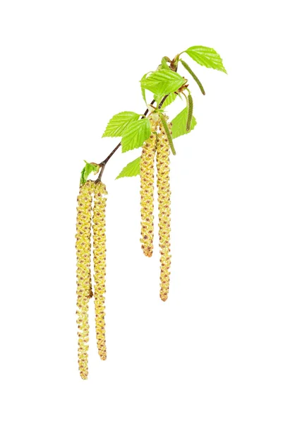 박 달 나무 catkins — 스톡 사진