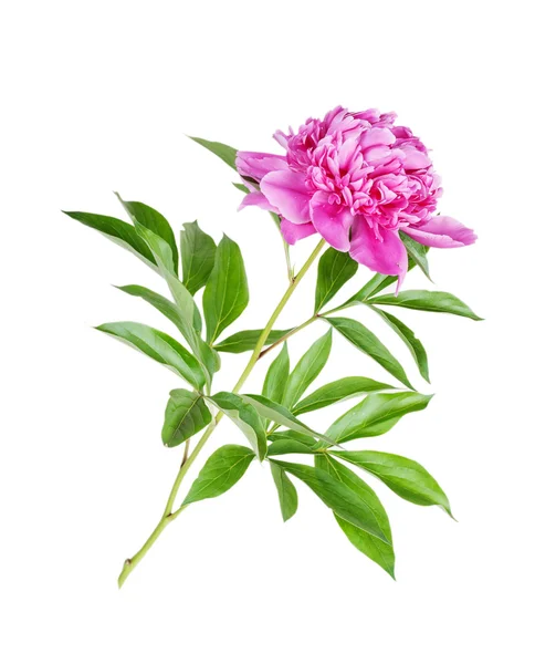 Pink peony — Zdjęcie stockowe