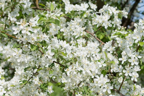 Floração árvores de maçã — Fotografia de Stock