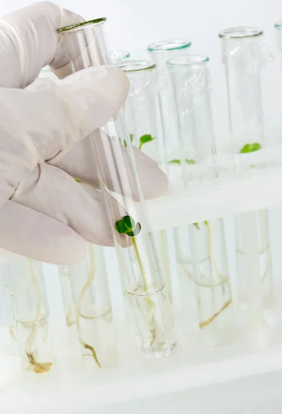 Recherche biotechnologique en laboratoire — Photo