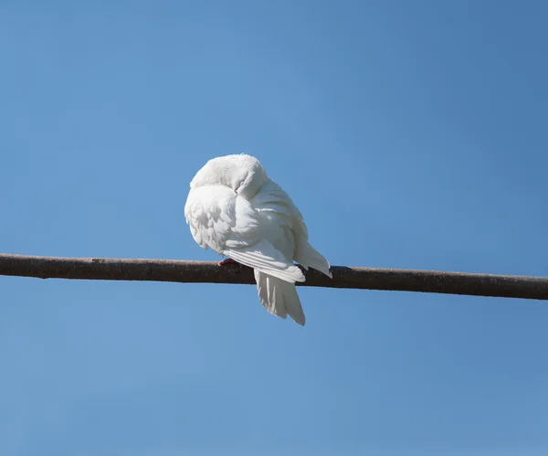 White dove sleeps on a branch — Stock Photo, Image