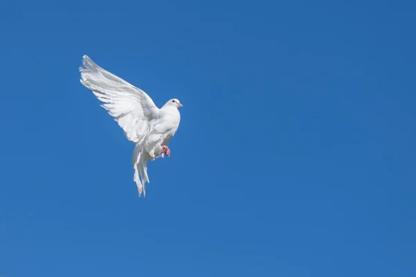 Белый голубь против голубого неба — стоковое фото