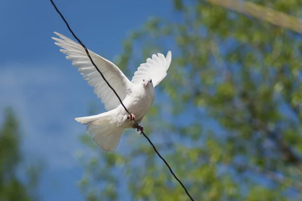 Paloma blanca vuela desde el alambre — Foto de Stock