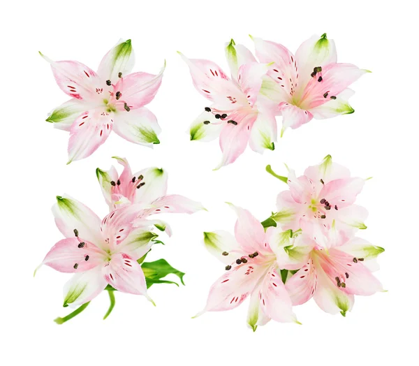 Alstroemeria Blumen auf weißem Hintergrund — Stockfoto