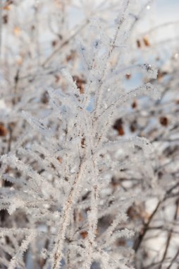 Hoarfrost kuru ot kaplı