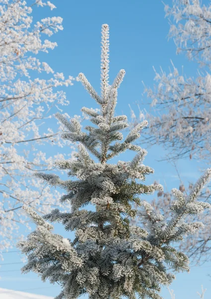 Fir tree covered with hoarfrost — Stock Photo, Image