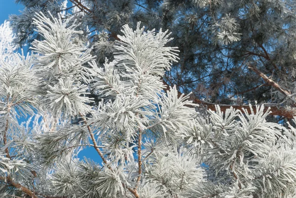 Fili di pino coperto hoarfrost — Foto Stock