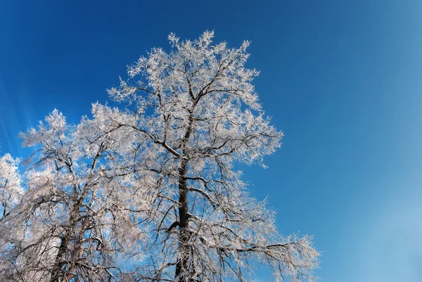 Raureif auf Ästen eines Baumes — Stockfoto