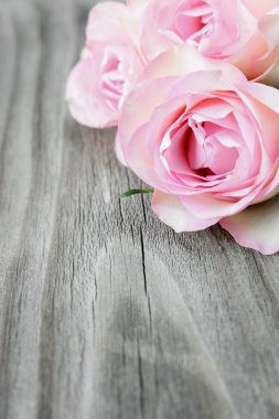 Eski kurullarında pembe güller