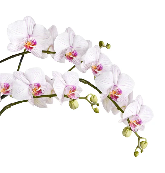 Гілка білих орхідей — стокове фото