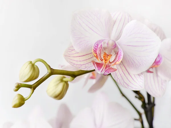 stock image White and pink orchid flower