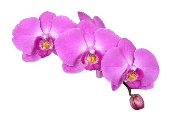 Růžové květy orchidejí izolovaných na bílém — Stock fotografie