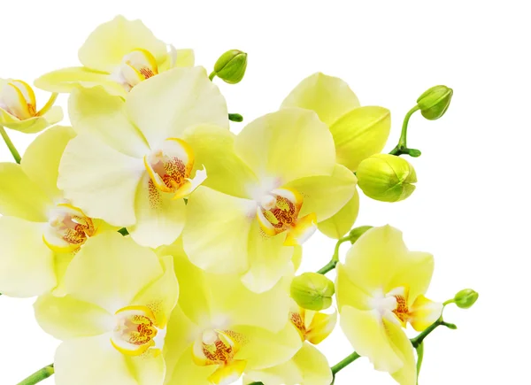 Flores amarelas e verdes da orquídea isoladas no branco — Fotografia de Stock