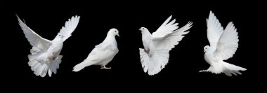 Four white doves clipart