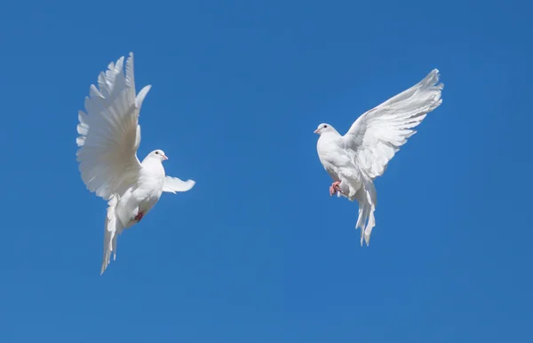 Dos palomas blancas — Foto de Stock