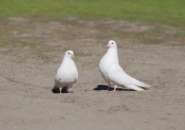 TWU białe gołębie — Zdjęcie stockowe