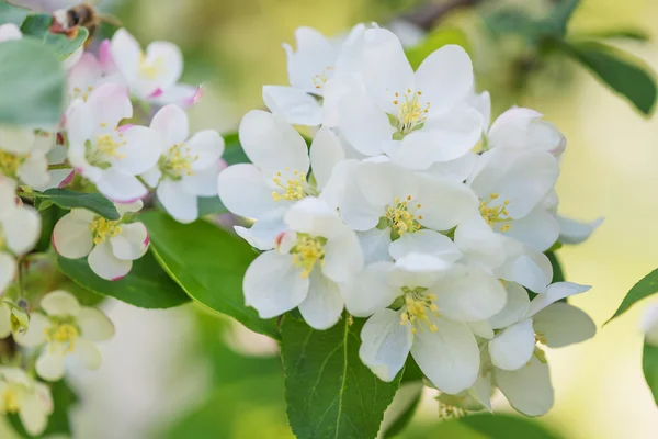 Blooming apple tree — Stock Photo, Image