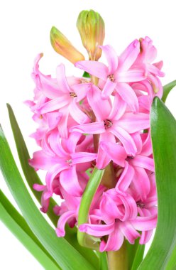 pembe sümbül portre