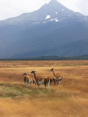 Guanacos Torres del Paine Ulusal Parkı, Patagonya, Şili 