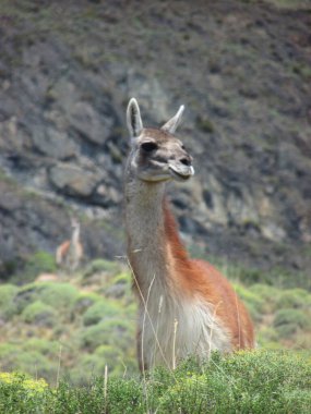Huanaco, camelido sudamericano, Carreterra Austral, Patagonya, Şili