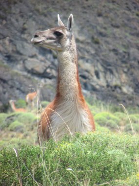 Huanaco, camelido sudamericano, Carreterra Austral, Patagonya, Şili
