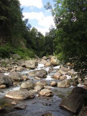 Araucania, Şili 'deki doğa. Nehir ve orman
