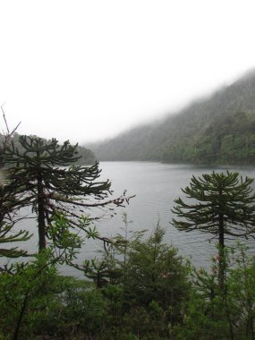 Araucarias, Huerquehue Ulusal Parkı, Araucania, Şili 